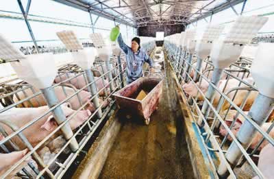 生猪蔬菜等农产品价格频繁波动 成本增加推升价格
