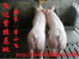 最新李小飞提供最新江苏苗猪价格行情养殖信息种猪网批发价格和报价